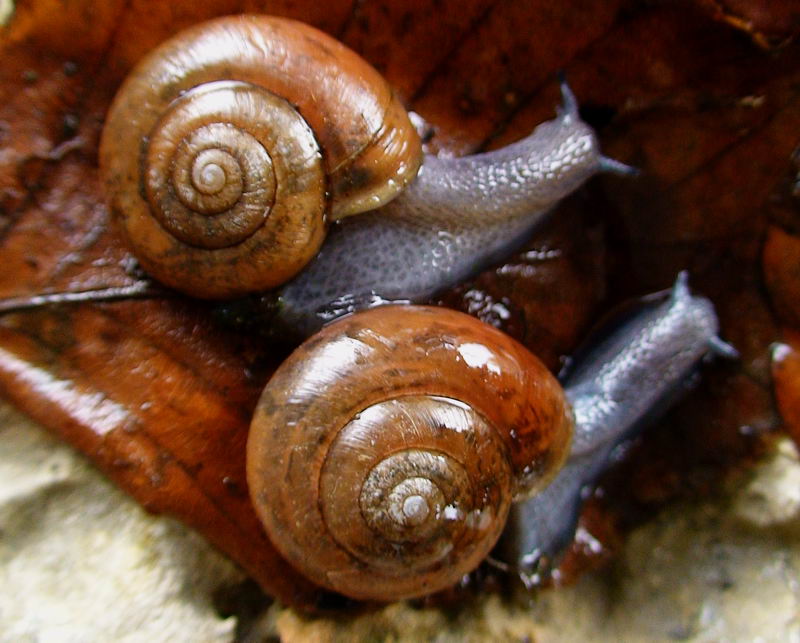 Retinella olivetorum dal Monte Terminio